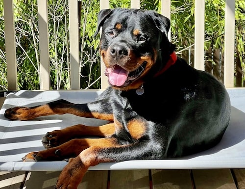 Photo of Jasper the Rottweiler